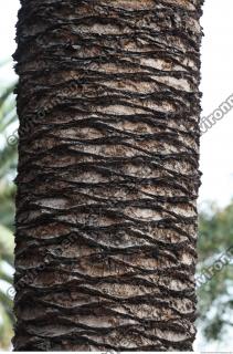 photo texture of palm bark 0009